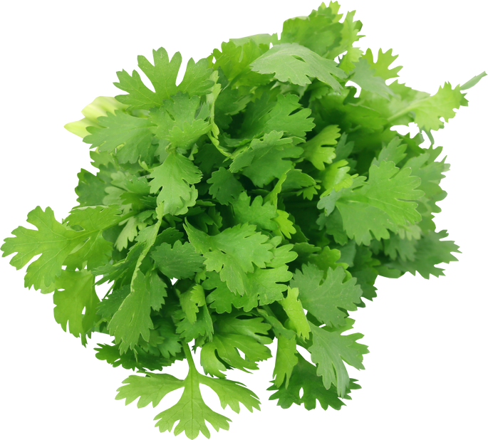 Coriander Leaves Cutout